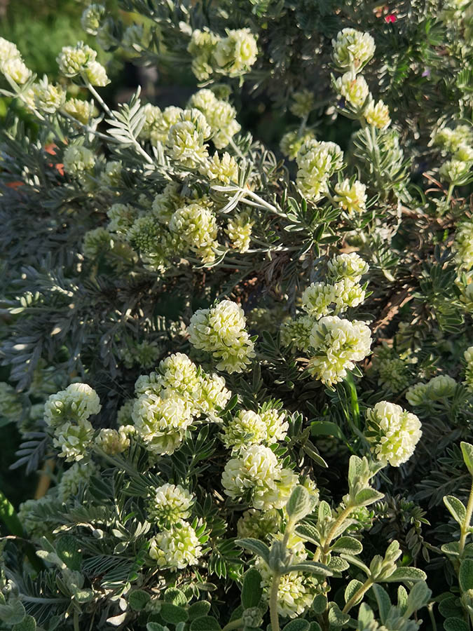 Anthyllis barba-jovis